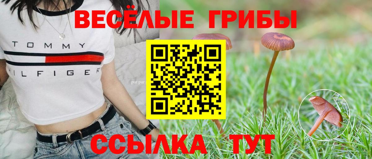 Малгобек  Галлюциногенные грибы Cubensis  Вход с VPN 